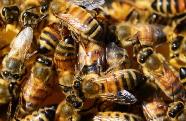 Scene de groază în Ceahlău! Femeie atacată de un roi de albine sălbatice!