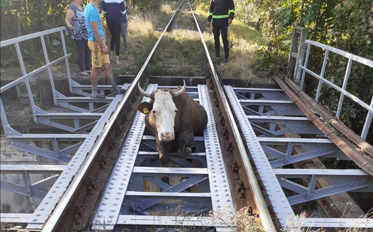 O vacă a rămas blocată pe calea ferată din Piatra-Neamț!