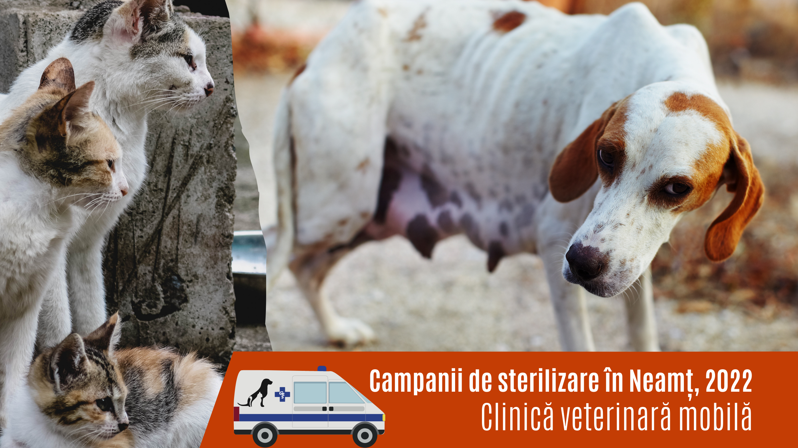 Campania de sterilizări continuă în Neamț, și în 2022. Din primăvară, clinică veterinară mobilă în sate.