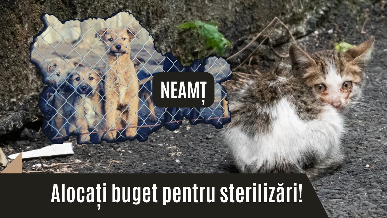 Apel public la autoritățile din Neamț să aloce bugete pentru campanii de sterilizări în 2022