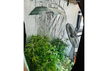 Bărbat din Piatra-Neamţ reţinut pentru trafic de droguri. Înfiinţase culturi de cannabis în apartament. (foto)