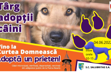 Târg de adopții a câinilor fără stăpân organizat pe 4 iunie la Piatra-Neamţ