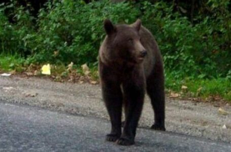 A fost semnalată prezenţa unui urs la Agârcia, pe traseul bicicliştilor