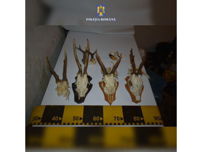 Percheziţii la braconieri din Pipirig! Poliţiştii au găsit carne de vânat dar şi o căprioară şi un mistreţ!