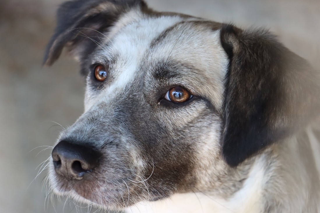 Campanie Salubritas Piatra-Neamţ: Adoptă un suflet, schimbă o viaţă!