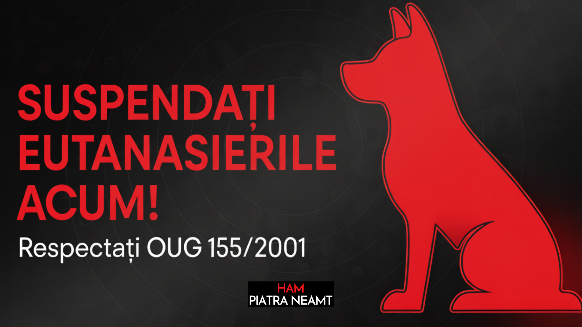 Asociația „Youth for Neamț” solicită suspendarea imediată a eutanasierilor la Adăpostul Public Piatra-Neamț