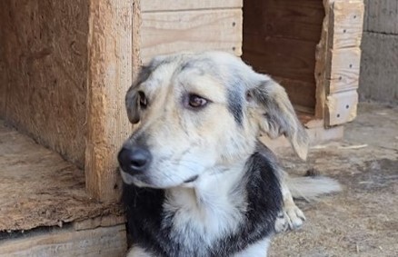 Campanie Salubritas S.A. Piatra-Neamţ: „Adoptă un suflet, schimbă o viață!”