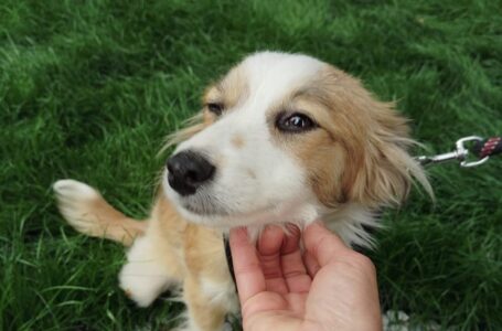 Salubritas Piatra-Neamţ, mesaj către iubitorii de animale: 200 de suflete sunt cu decizie de eutanasiere.