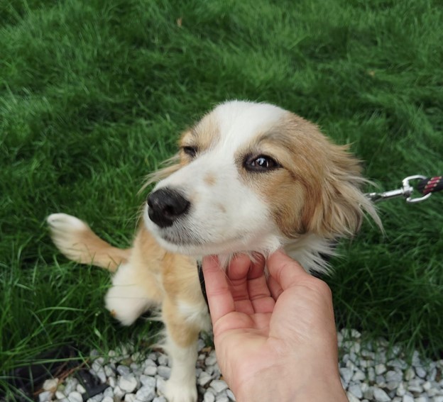 Salubritas Piatra-Neamţ, mesaj către iubitorii de animale: 200 de suflete sunt cu decizie de eutanasiere.