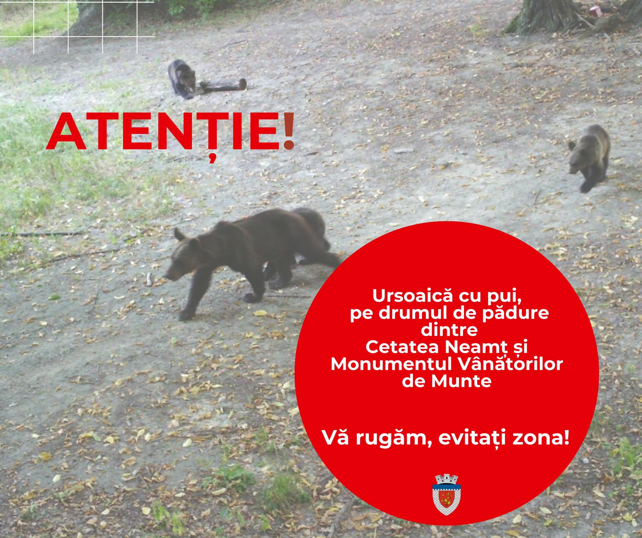 O ursoaică cu doi pui a pus pe jar autorităţile din Târgu Neamţ