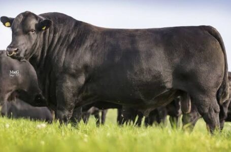 Cum au dispărut 22 de vaci Black Angus de pe islazul comunei Borleşti?!