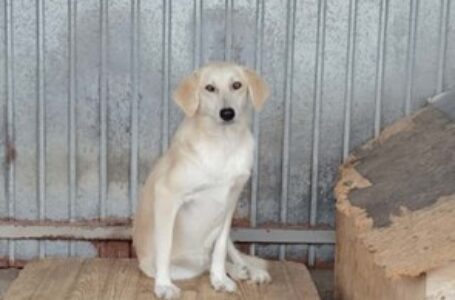 Campanie S.C. Salubritas S.A. Piatra-Neamţ: „Adoptă un suflet, schimbă o viață!”