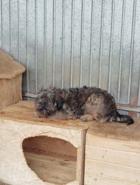 Campanie S.C. Salubritas S.A. Piatra-Neamţ: „Adoptă un suflet, schimbă o viață!”
