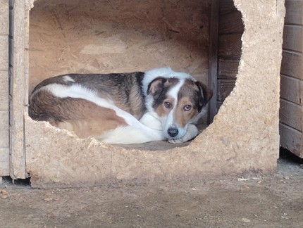 Campanie S.C. Salubritas S.A. Piatra-Neamţ: „Adoptă un suflet, schimbă o viaţă!”