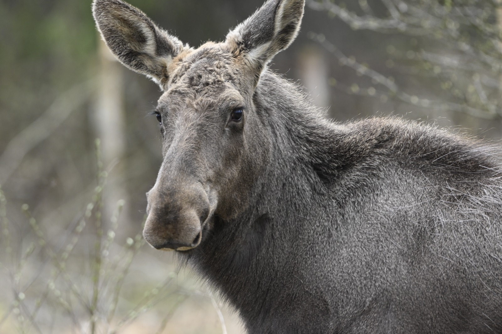 Elanul revine în Parcul Natural Vânători-Neamț după 200 de ani