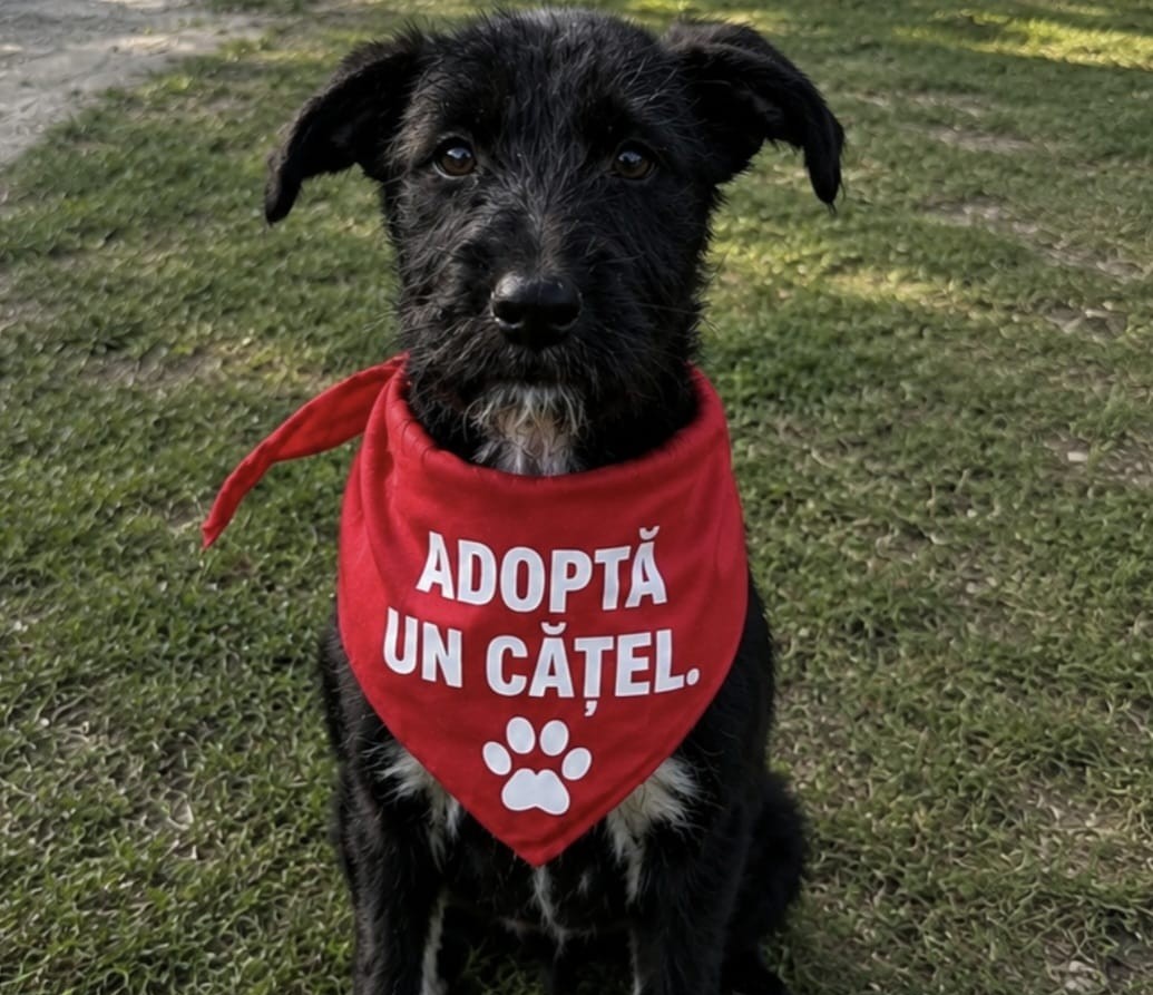 Fii schimbarea în viaţa unui suflet! Adoptă un căţel